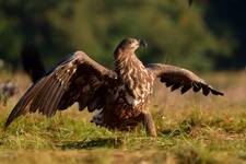 Haliaeetus albicilla