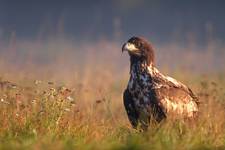 Haliaeetus albicilla