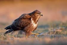 Buteo buteo