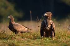 Haliaeetus albicilla