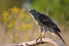 Accipiter gentilis