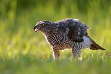 Accipiter gentilis