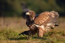 Haliaeetus albicilla