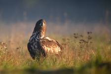 Haliaeetus albicilla