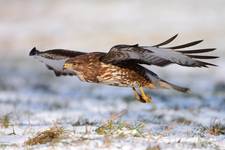 Buteo buteo