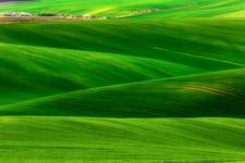 Fields of Green Velvet....