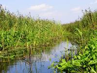 Narew w Kurowie