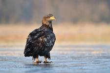 Haliaeetus albicilla