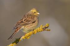 Emberiza citrinella