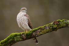 Accipiter nisus