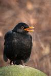 Kos. Turdus merula