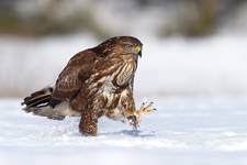 Buteo buteo