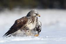 Buteo lagopus