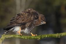 Buteo buteo