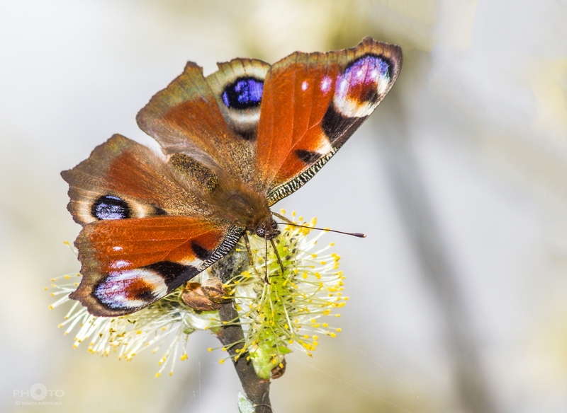 FotoRenia