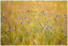 centaurea cyanus