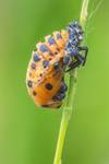 Poczwarka biedronki siedmiokropki (Coccinella septempunctata pupa)