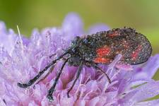 Kraśnik (Zygaena sp.)