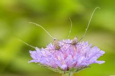 Wąsateczka (Nemophora sp.)