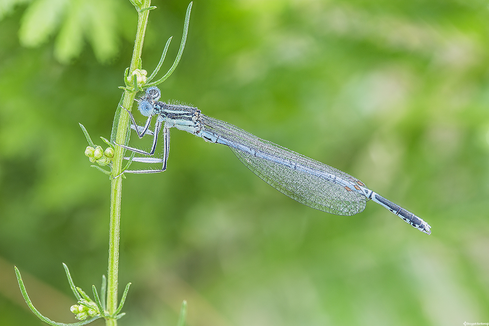 Pióronóg zwykły (Platycnemis pennipes)