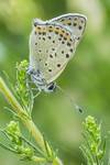 Czerwończyk uroczek (Lycaena tityrus)