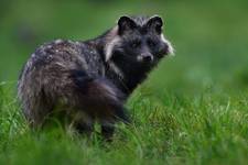 Jenot (Nyctereutes) Raccoon Dog