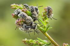 Lepiarka (Colletes sp.)