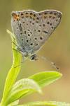 Czerwończyk uroczek - Lycaena tityrus