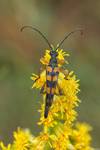 Strangalia wysmukła (Strangalia attenuata)