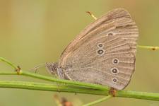 Przestrojnik trawnik (Aphantopus hyperantus)