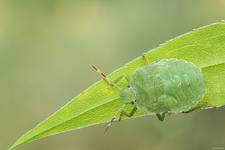 Odorek zieleniak (Palomena prasina)