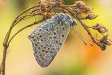 Czerwończyk uroczek (Lycaena tityrus)