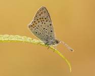 Czerwończyk uroczek (Lycaena tityrus)