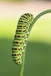 Gąsienica paź królowej (Papilio machaon eruca)