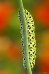 Gąsienica paź królowej (Papilio machaon eruca)