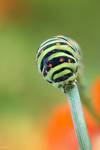 Gąsienica paź królowej (Papilio machaon eruca)