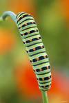 Gąsienica paź królowej (Papilio machaon eruca)