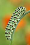 Gąsienica paź królowej (Papilio machaon eruca)