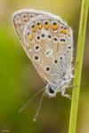 Modraszek ikar (Polyommatus icarus)