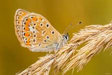 Modraszek ikar (Polyommatus icarus)