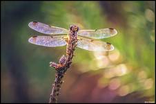 Dragonfly.