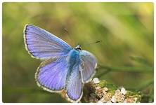 Motyl