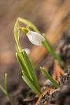 Przebiśnieg (Snieżyczka) Galanthus nivalis