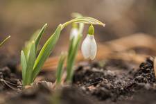 Przebiśnieg (Snieżyczka) Galanthus nivalis