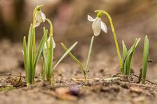 Przebiśnieg (Snieżyczka) Galanthus nivalis