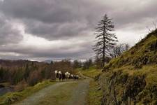 Cumbrian way