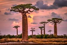 Baobab Sunset