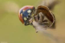 Biedronka siedmiokropka (Coccinella septempunctata)