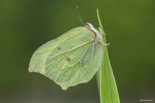 Latolistek cytrynek, listkowiec cytrynek (Gonepteryx rhamni)