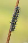 Gąsienica Krasopani poziomkówka (Callimorpha dominula Eruca)